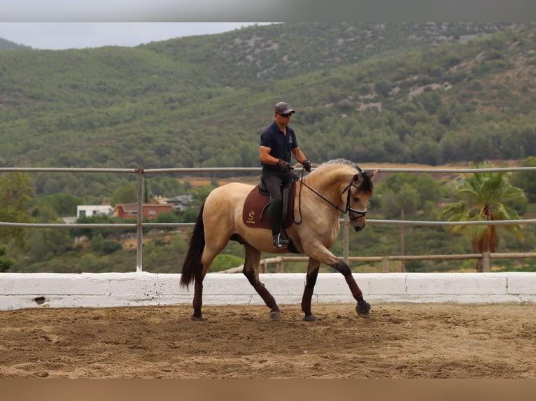 PRE Mestizo Semental 3 años 170 cm Buckskin/Bayo in Santa Perpetua de Mogoda
