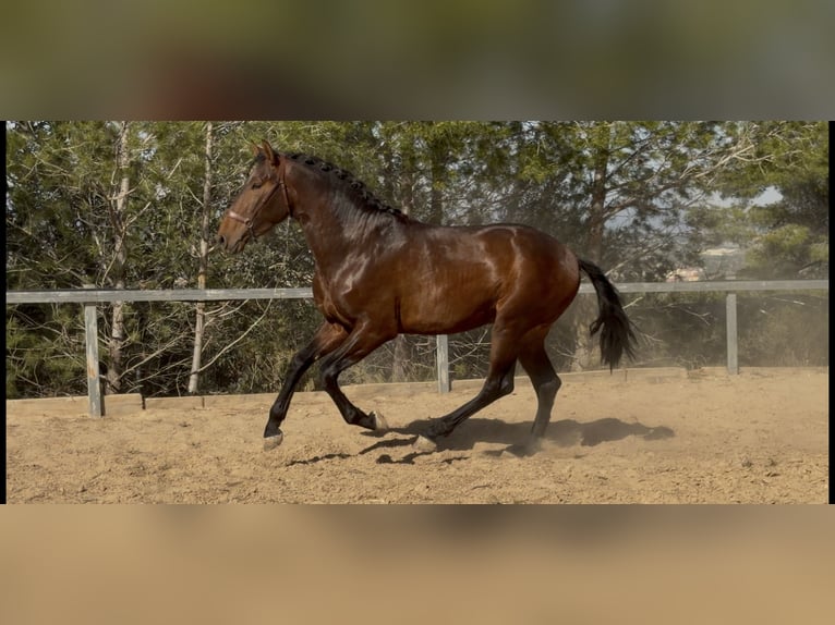 PRE Mestizo Semental 3 años 170 cm Castaño in PedralbaPedralba