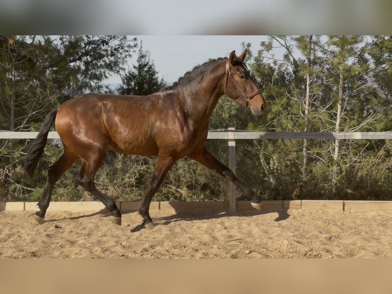 PRE Mestizo Semental 3 años 170 cm Castaño in PedralbaPedralba
