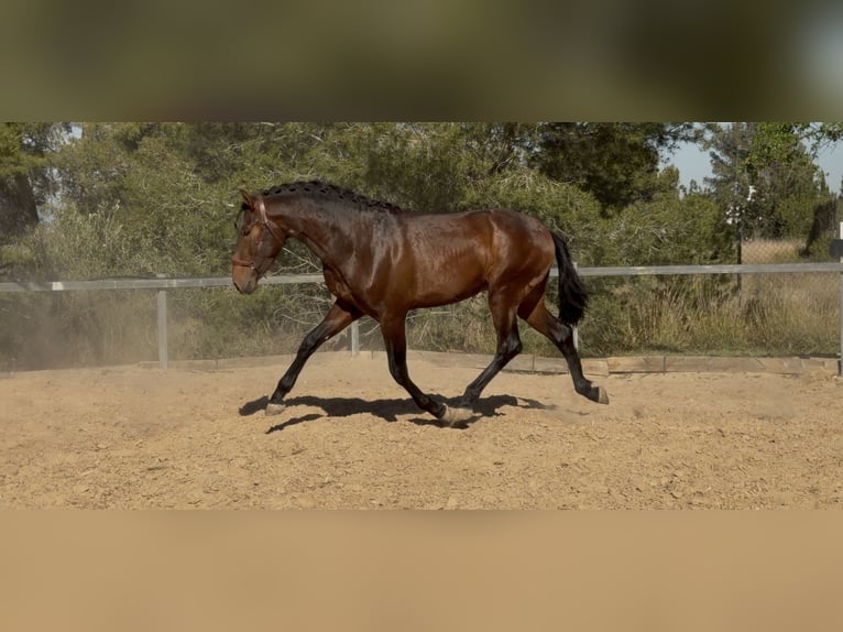 PRE Mestizo Semental 3 años 170 cm Castaño in PedralbaPedralba