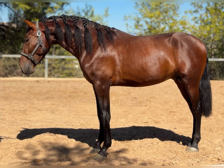 PRE Semental 3 años 170 cm Castaño in Valencia