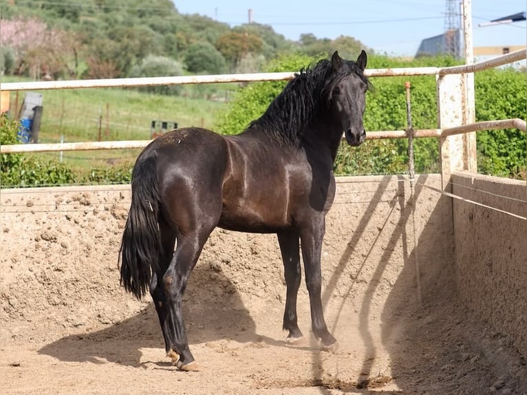PRE Mestizo Semental 3 años 170 cm Negro in Navas Del Madroño