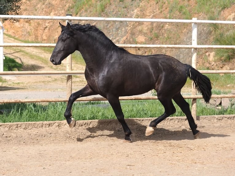 PRE Mestizo Semental 3 años 170 cm Negro in Navas Del Madroño