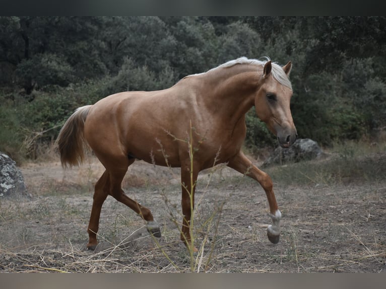 PRE Semental 3 años 170 cm Palomino in El Real De La Jara
