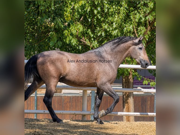 PRE Mestizo Semental 3 años 170 cm Tordo in Sevilla