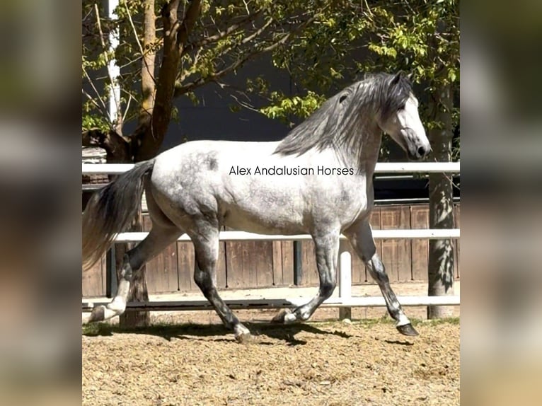 PRE Mestizo Semental 3 años 170 cm Tordo in Sevilla