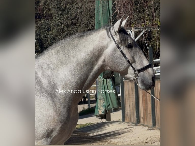 PRE Mestizo Semental 3 años 170 cm Tordo in Sevilla