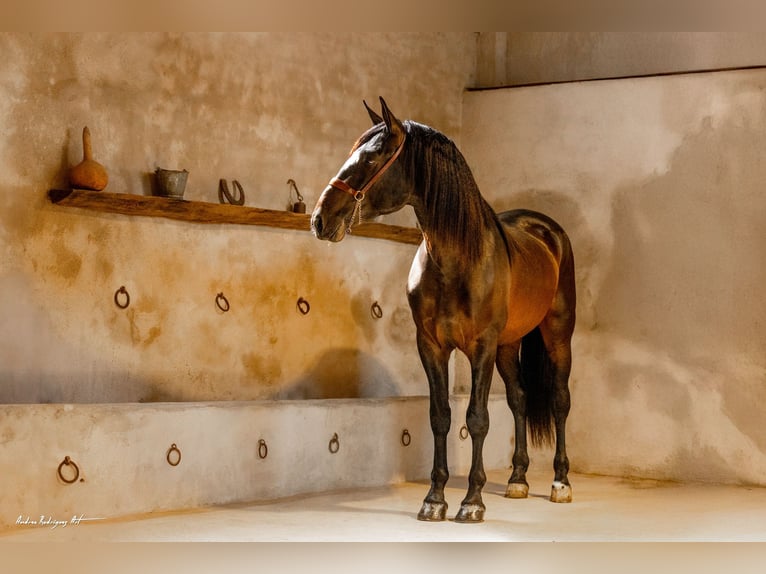 PRE Mestizo Semental 3 años 171 cm Dunalino (Cervuno x Palomino) in Hamburg