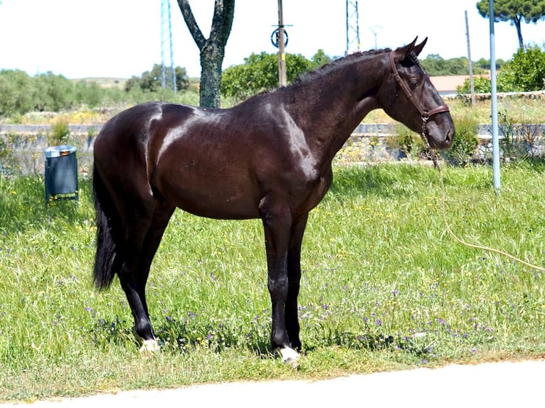 PRE Mestizo Semental 3 años 171 cm Negro in NAVAS DEL MADRONO