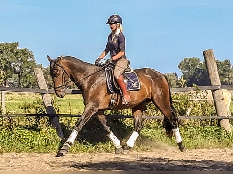 PRE Mestizo Semental 3 años 172 cm Castaño in Wremen