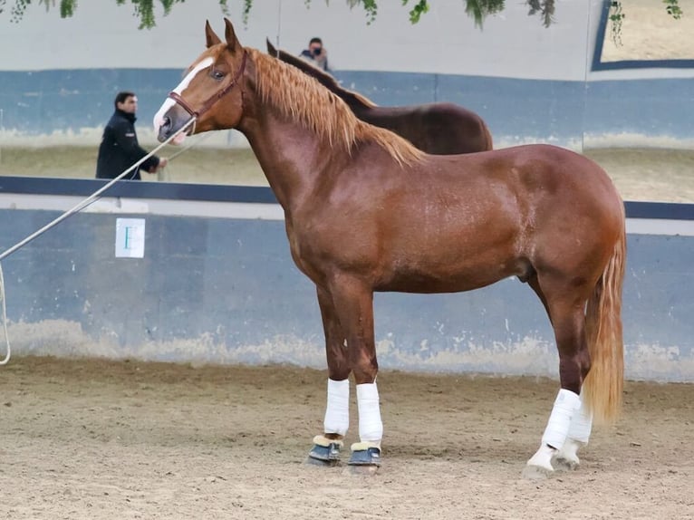 PRE Mestizo Semental 3 años 173 cm Alazán in Navas Del Madroño