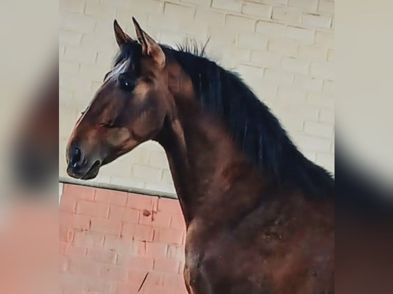 PRE Mestizo Semental 3 años 173 cm Castaño in Calanas