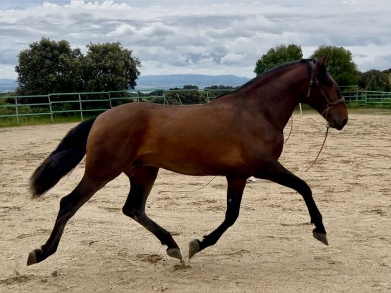 PRE Mestizo Semental 3 años 173 cm Castaño claro in Talavera De La Reina