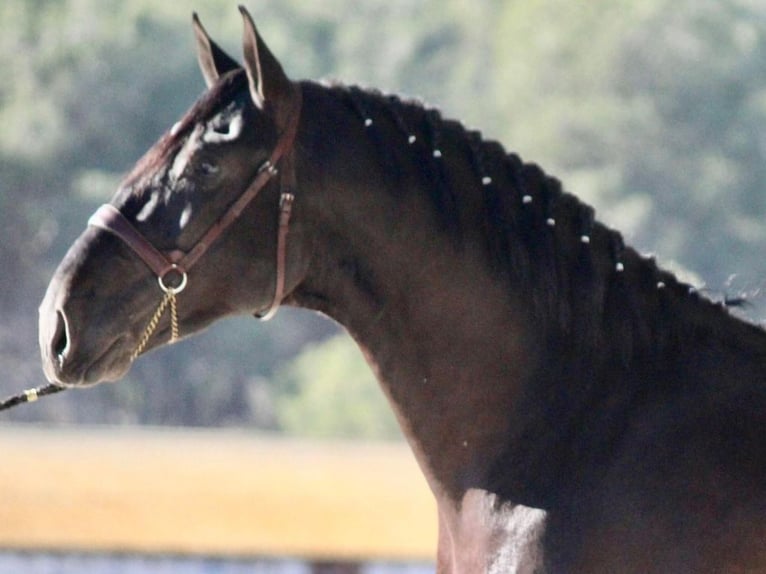 PRE Mestizo Semental 3 años 173 cm Negro in NAVAS DEL MADRONO