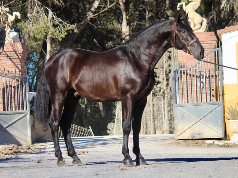 PRE Mestizo Semental 3 años 173 cm Negro in NAVAS DEL MADRONO