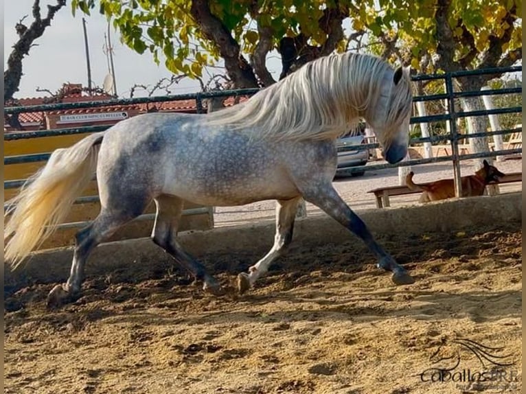 PRE Mestizo Semental 3 años 173 cm Tordo in Barcelona