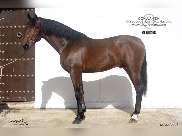 PRE Semental 3 años 175 cm Castaño in Arjona