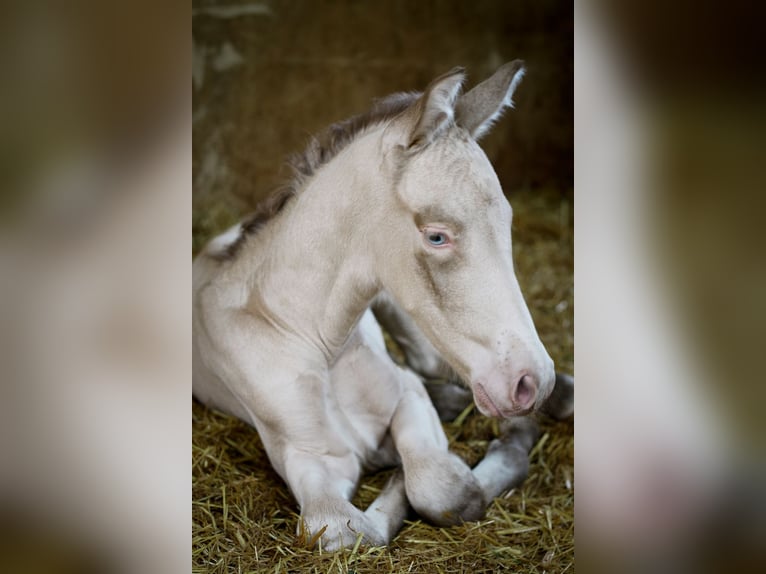 PRE Semental 3 años 175 cm Perlino in Alcoy