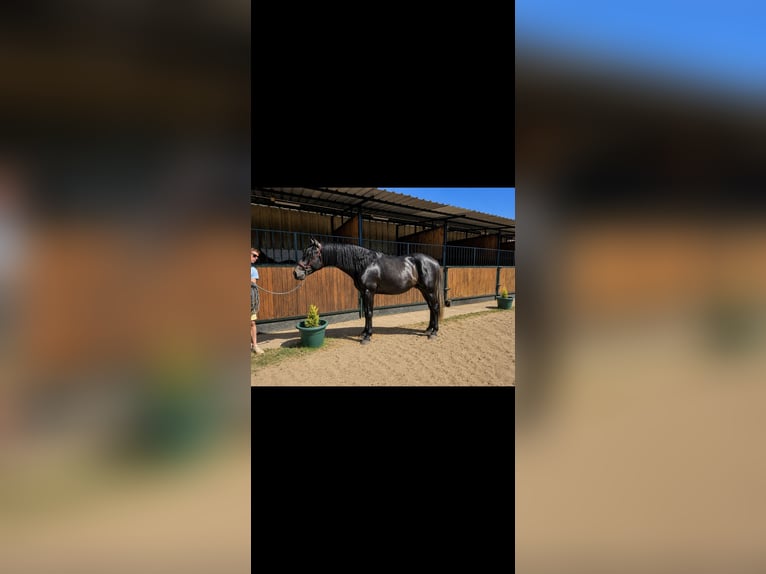 PRE Semental 3 años 175 cm Tordo in Avil