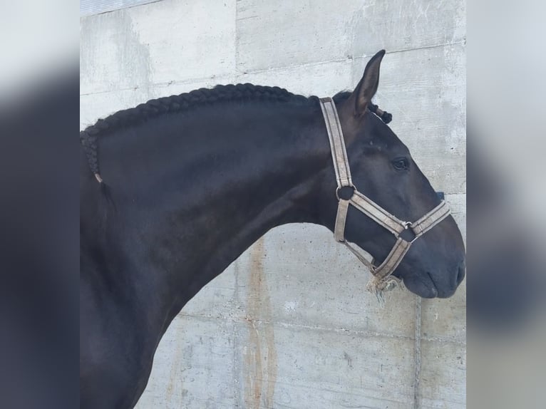 PRE Semental 3 años 176 cm Castaño in Matera