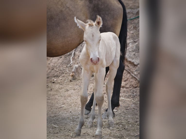 PRE Semental 3 años Perlino in Alcoy