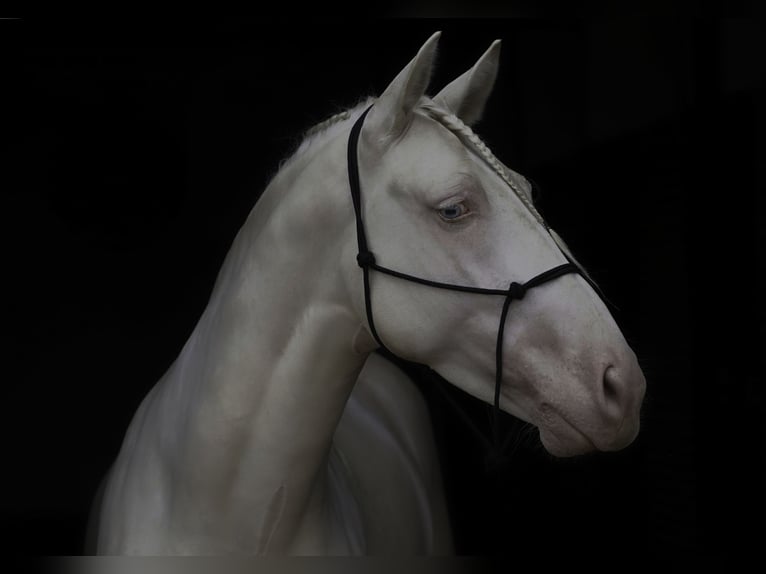 PRE Mestizo Semental 4 años 147 cm Cremello in MADRID