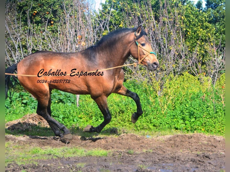 PRE Mestizo Semental 4 años 149 cm Buckskin/Bayo in Vejer de la Frontera
