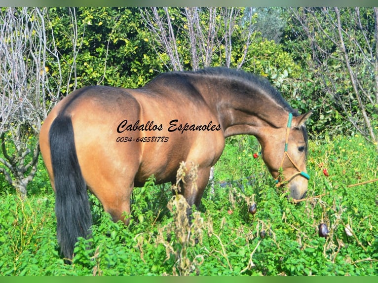 PRE Mestizo Semental 4 años 149 cm Buckskin/Bayo in Vejer de la Frontera