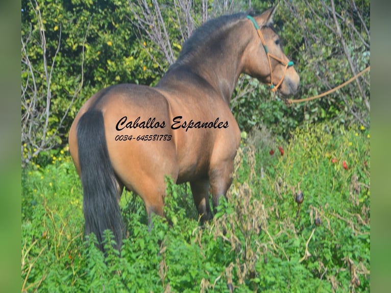 PRE Mestizo Semental 4 años 149 cm Buckskin/Bayo in Vejer de la Frontera