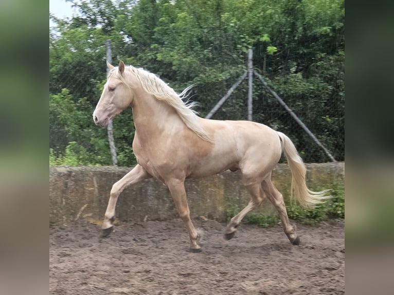 PRE Mestizo Semental 4 años 154 cm Palomino in Vejer de la Frontera