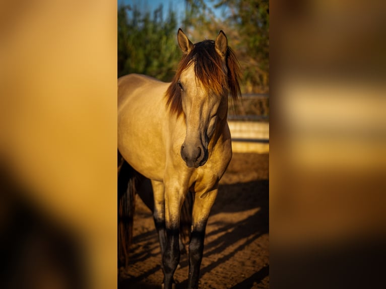 PRE Mestizo Semental 4 años 155 cm Buckskin/Bayo in Valencia
