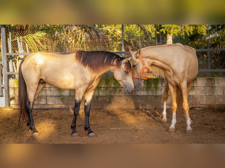 PRE Mestizo Semental 4 años 155 cm Buckskin/Bayo in Valencia
