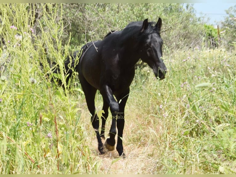 PRE Semental 4 años 155 cm Negro in Provinz Malaga