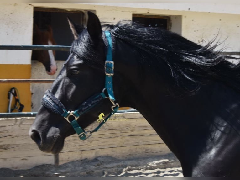 PRE Semental 4 años 155 cm Negro in Provinz Malaga
