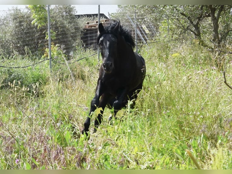 PRE Semental 4 años 155 cm Negro in Provinz Malaga