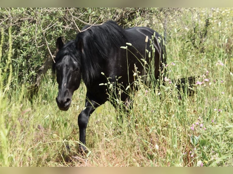 PRE Semental 4 años 155 cm Negro in Provinz Malaga