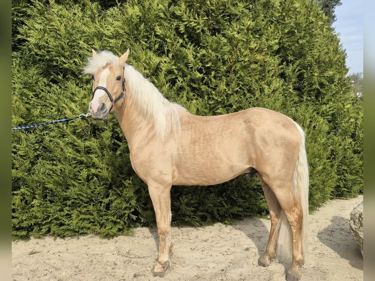 PRE Mestizo Semental 4 años 155 cm Palomino in Ermenonville
