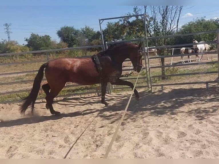 PRE Semental 4 años 156 cm Castaño in Prague