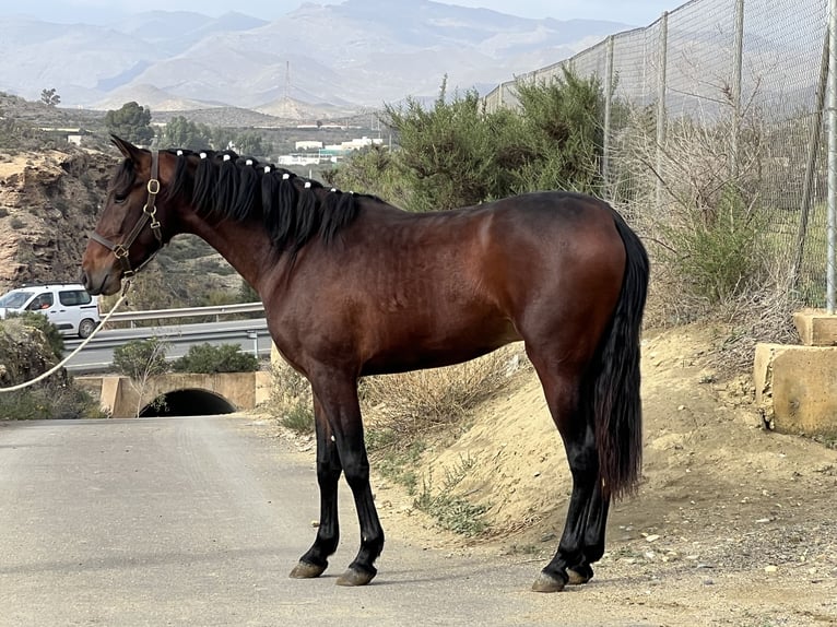 PRE Mestizo Semental 4 años 156 cm Castaño oscuro in Tabernas