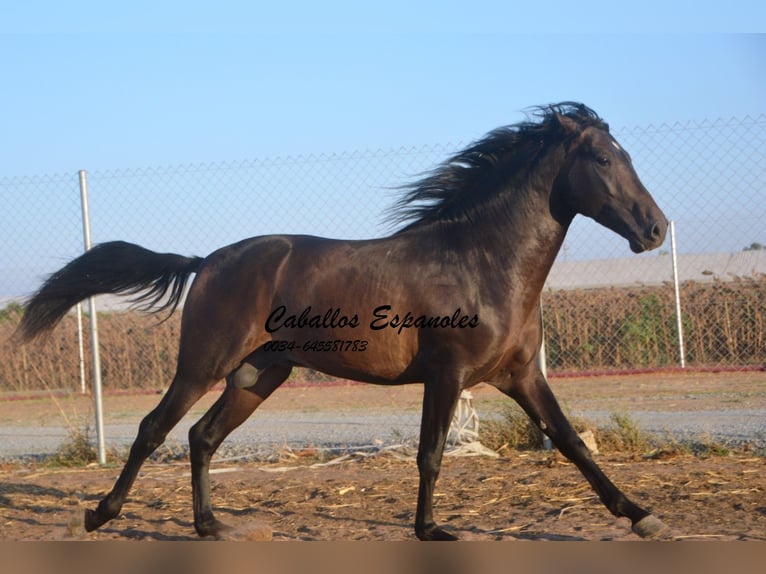 PRE Semental 4 años 156 cm Castaño oscuro in Vejer de la Frontera