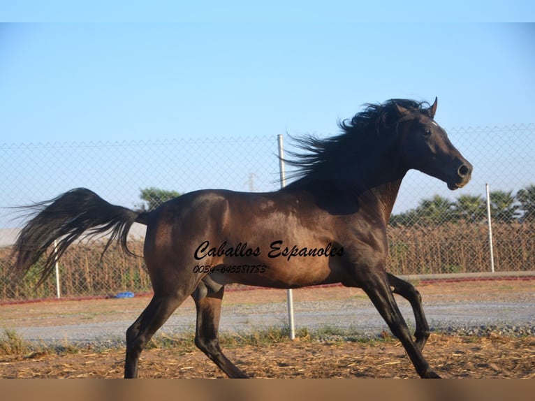 PRE Semental 4 años 156 cm Castaño oscuro in Vejer de la Frontera