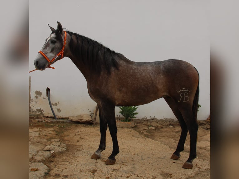 PRE Semental 4 años 156 cm Tordo in Vejer de la Frontera