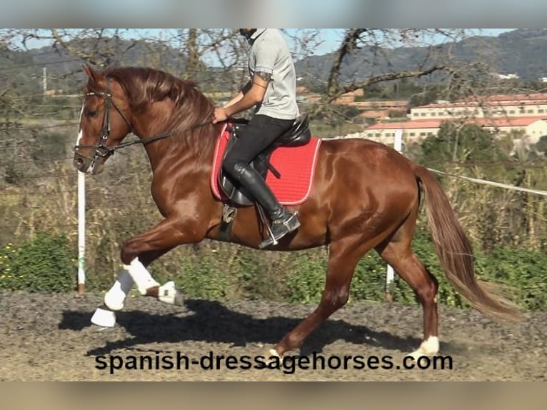 PRE Mestizo Semental 4 años 157 cm Alazán in Barcelona