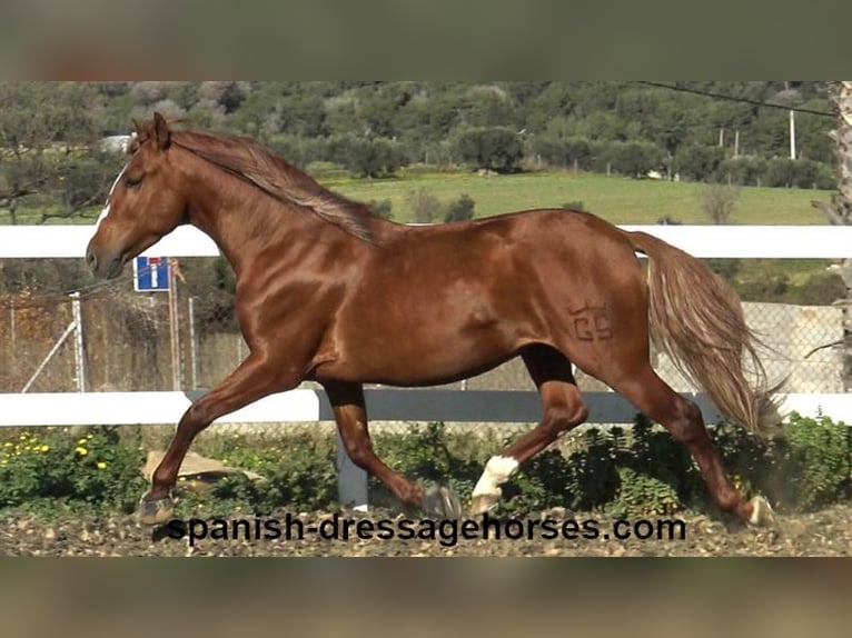 PRE Mestizo Semental 4 años 157 cm Alazán in Barcelona