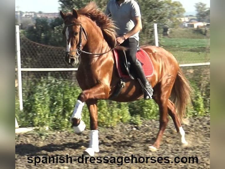 PRE Mestizo Semental 4 años 157 cm Alazán in Barcelona