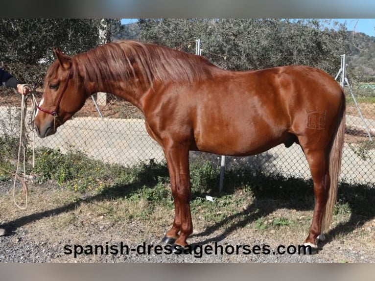 PRE Mestizo Semental 4 años 157 cm Alazán in Barcelona