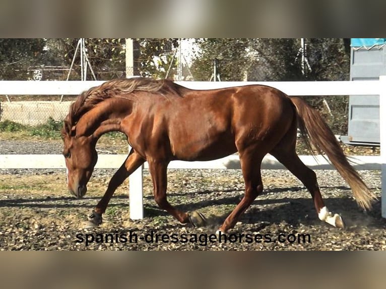 PRE Mestizo Semental 4 años 157 cm Alazán in Barcelona