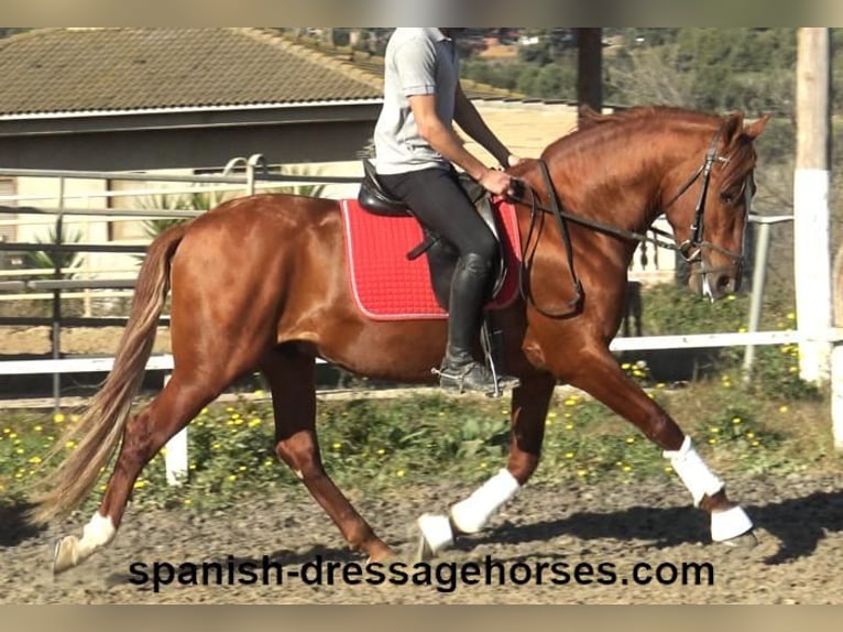 PRE Mestizo Semental 4 años 157 cm Alazán in Barcelona