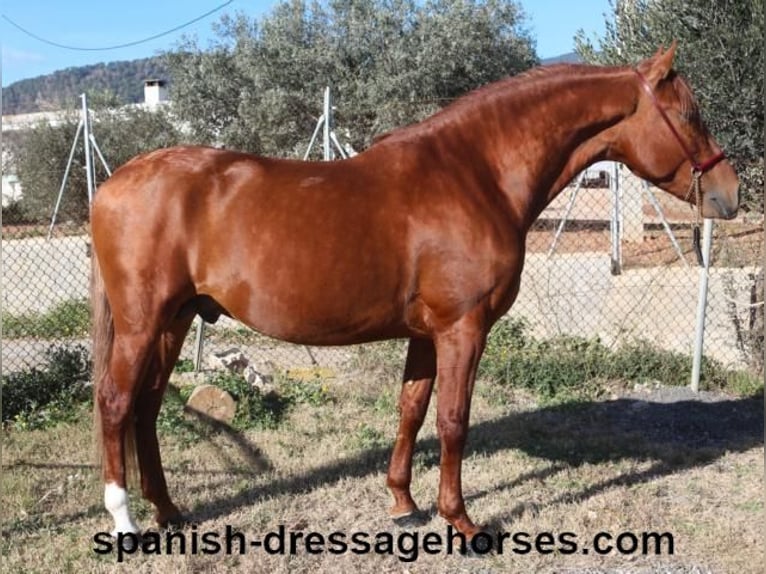 PRE Mestizo Semental 4 años 157 cm Alazán in Barcelona