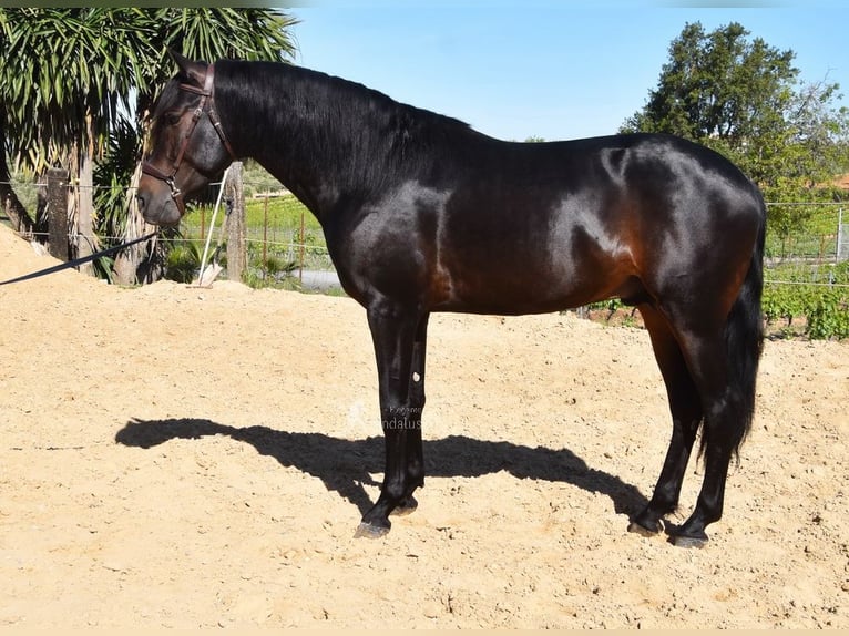 PRE Semental 4 años 157 cm Castaño oscuro in Provinz Malaga